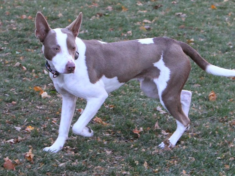 Rocky - FOSTER NEEDED!!!, a Adoptable mixed breed in Minneapolis, MN image 4/11