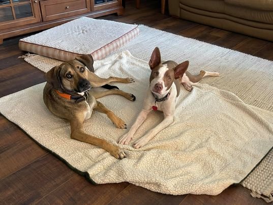 Rocky - FOSTER NEEDED!!!, a Adoptable mixed breed in Minneapolis, MN image 6/11