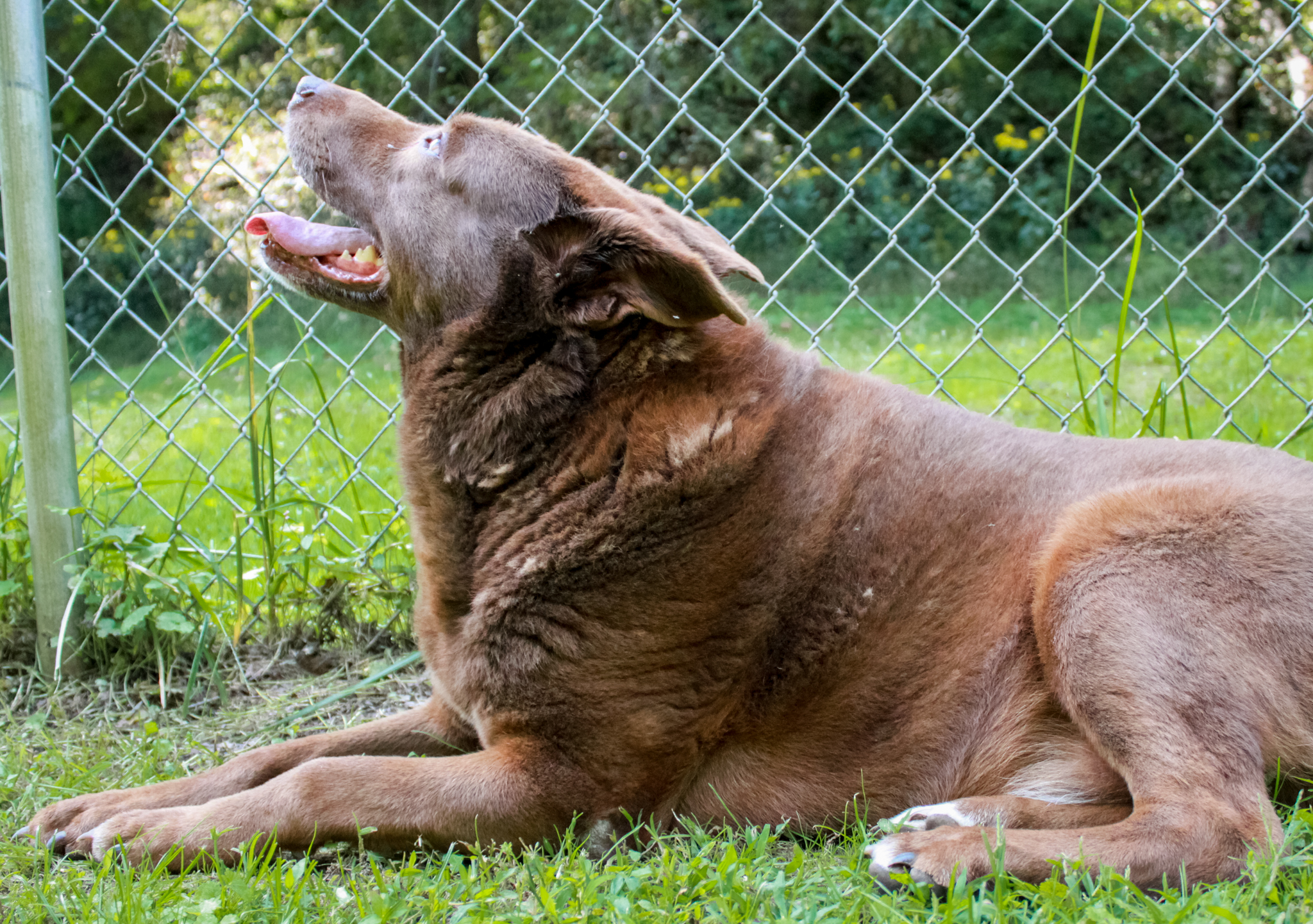 Bart, a Adoptable mixed breed in Ona, WV image 3/6