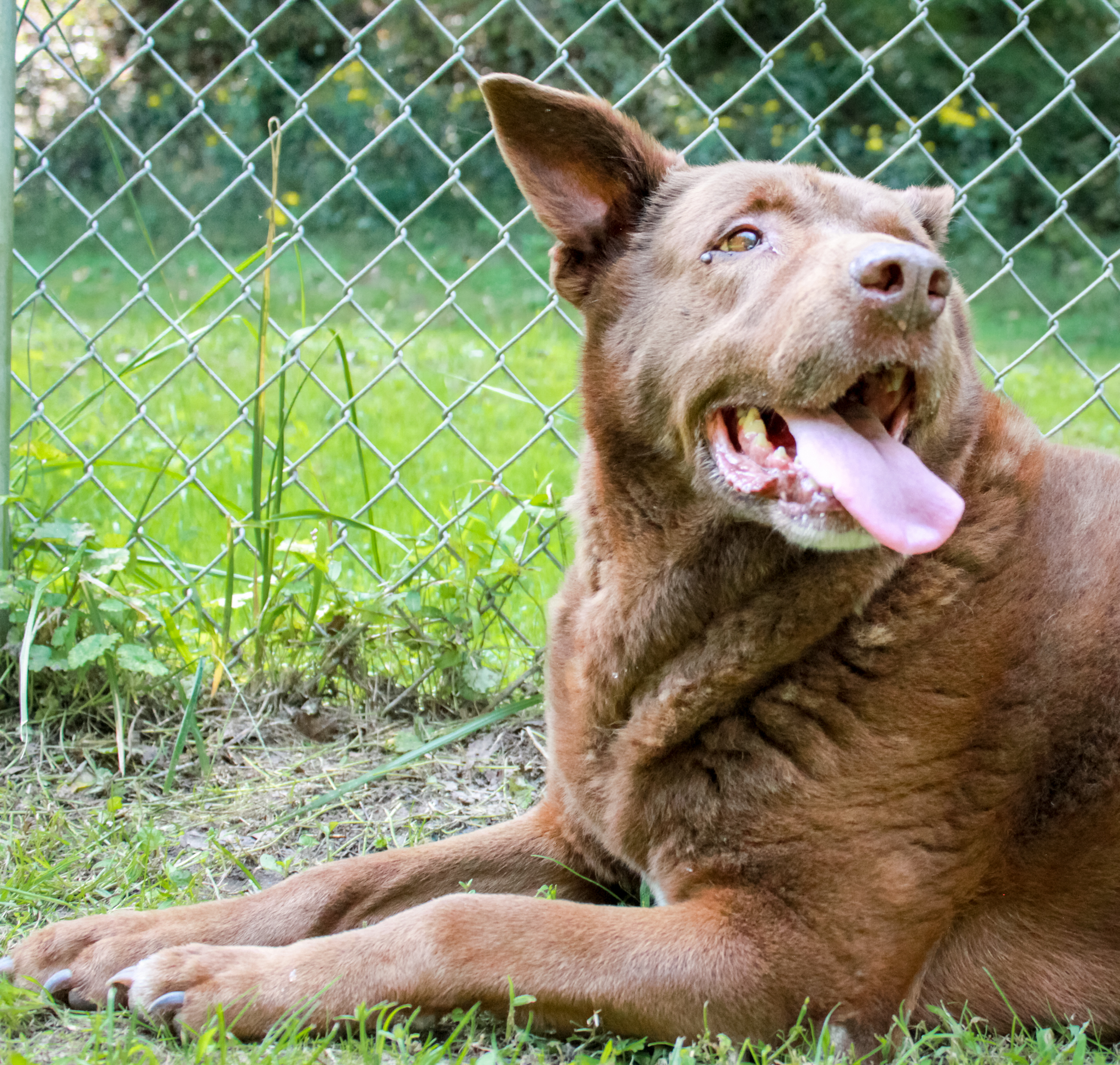 Bart, a Adoptable mixed breed in Ona, WV image 2/6