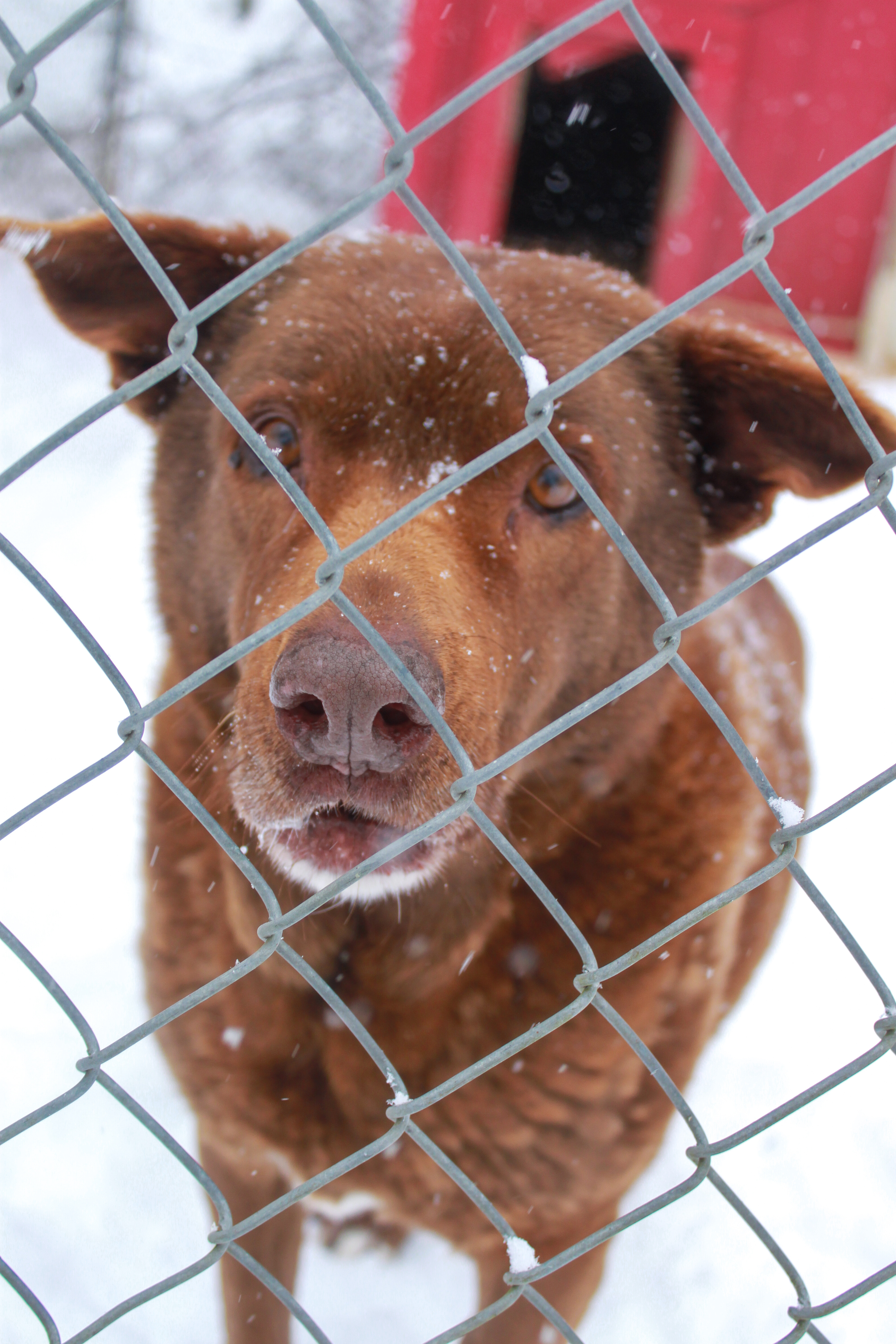 Bart, a Adoptable mixed breed in Ona, WV image 4/6