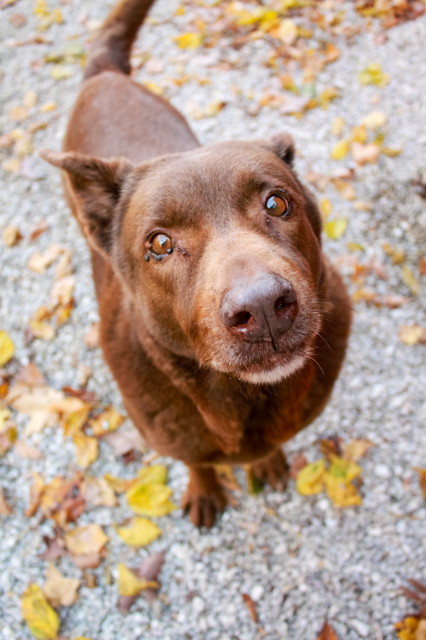 Bart, a Adoptable mixed breed in Ona, WV image 6/6