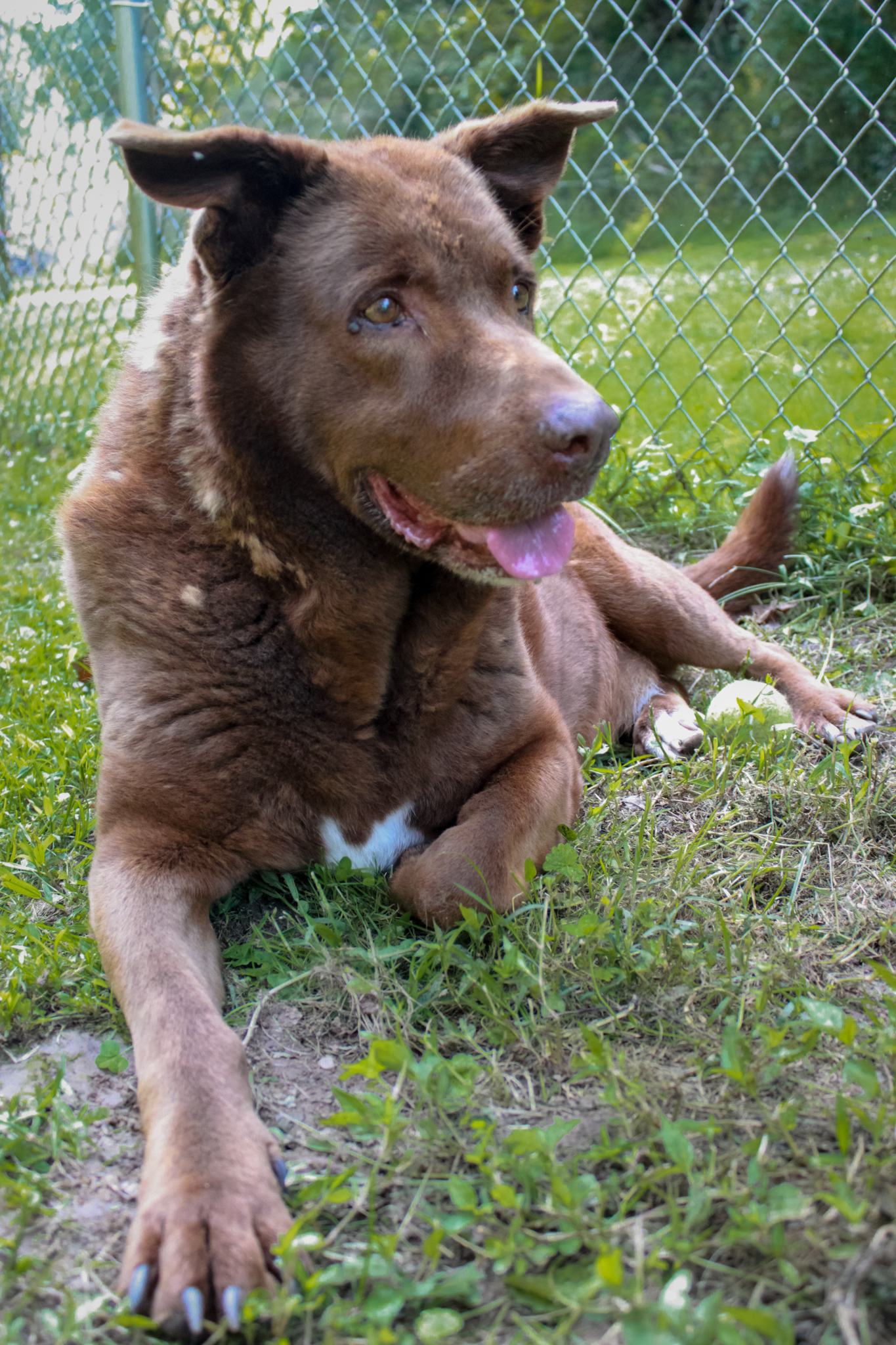 Bart, a Adoptable mixed breed in Ona, WV image 5/6