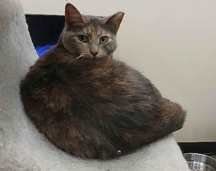 Enlarge SOCKS, a Adopted Dilute Calico in Smithtown, NY image 1/1