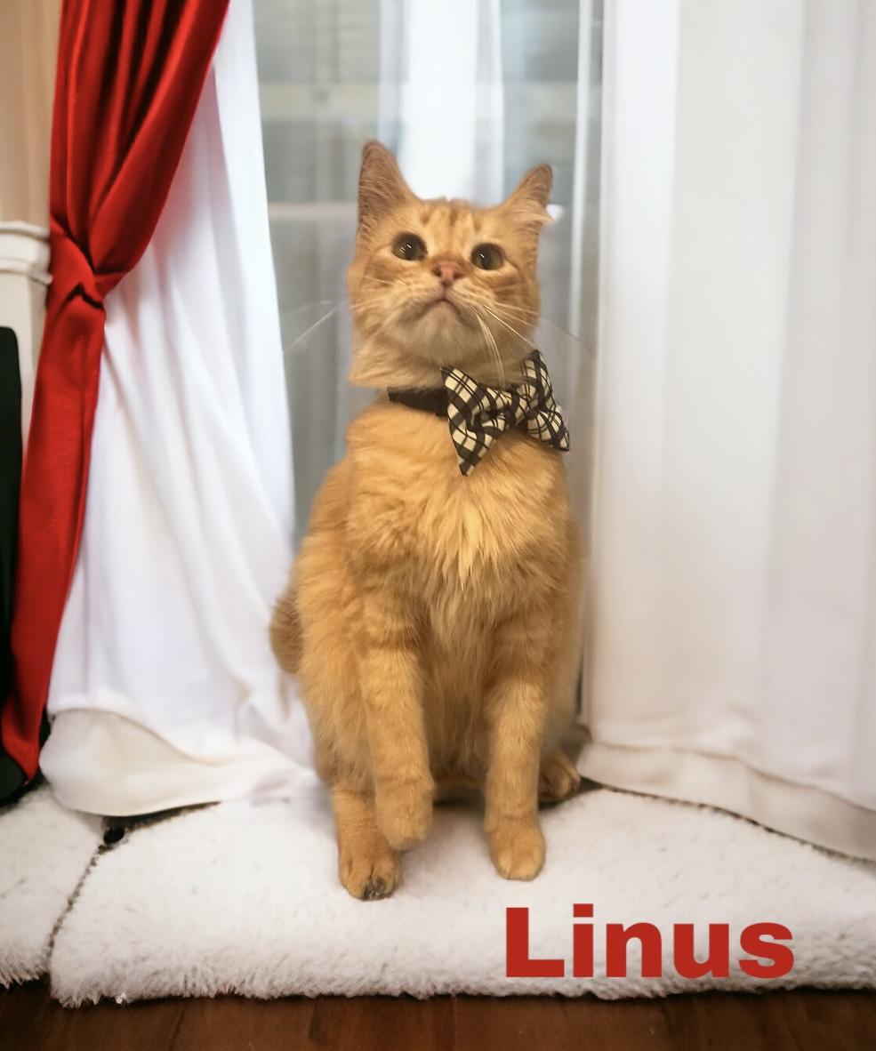Enlarge Linus, a Adoptable Tabby in Dickinson, TX image 2/6