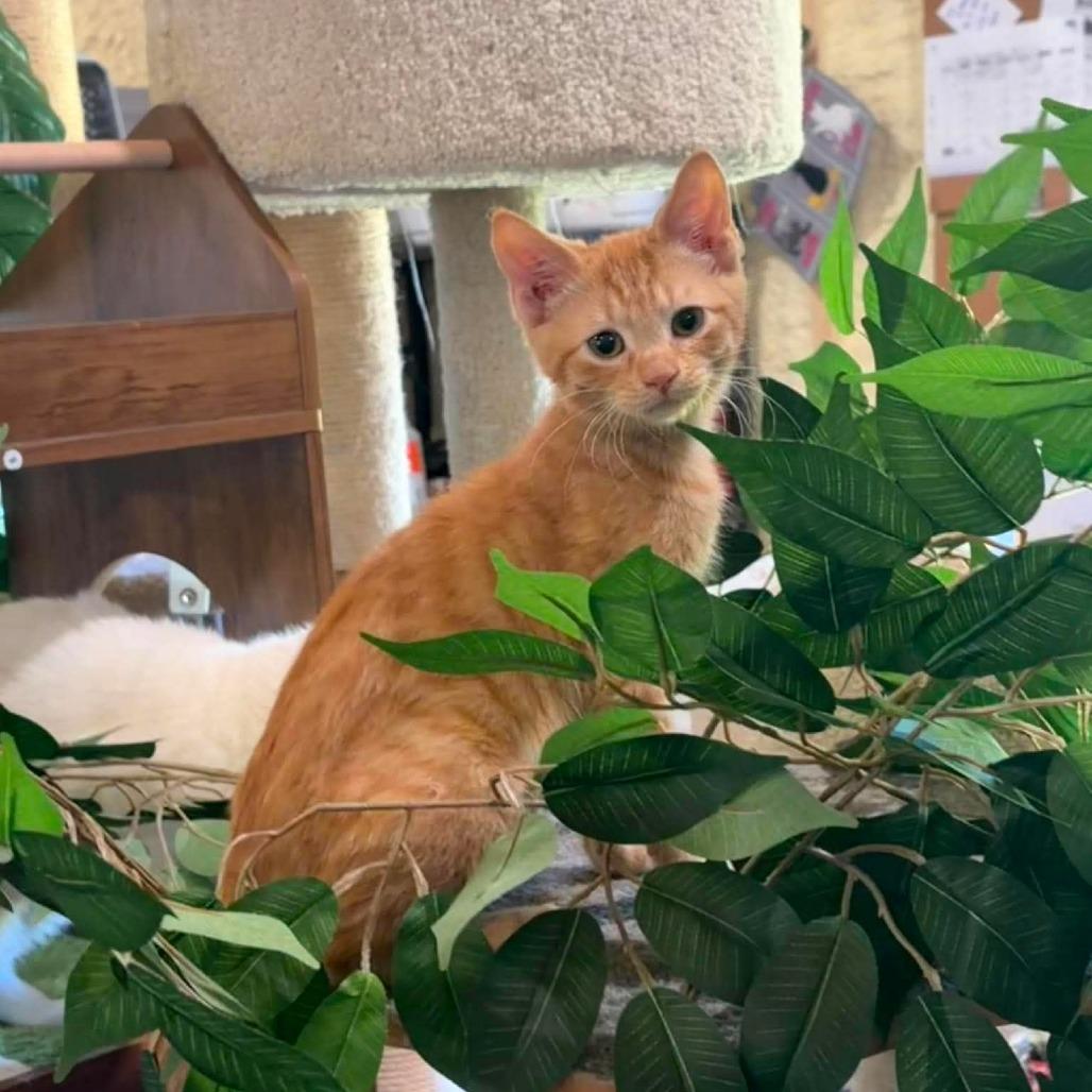Darla, Adoptable, Kitten Female Domestic Short Hair.