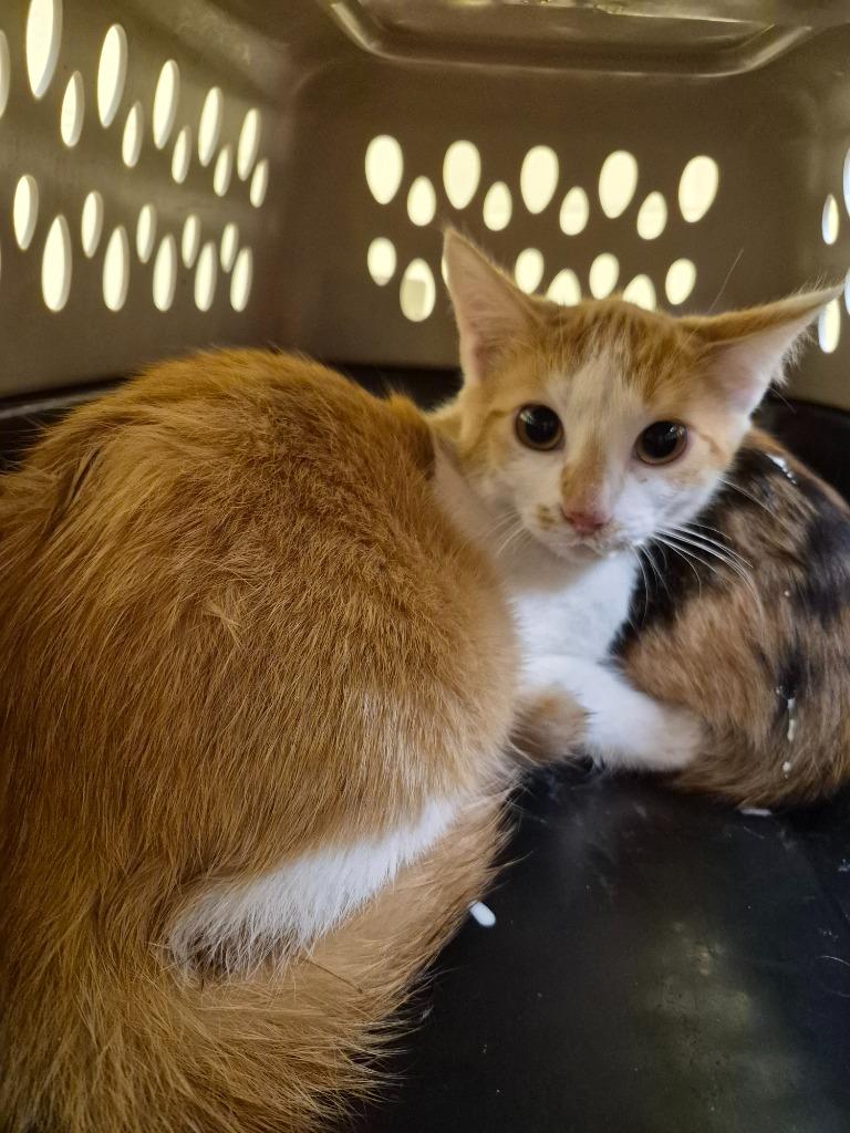 KATNISS, Adopted, Kitten Female Domestic Short Hair.