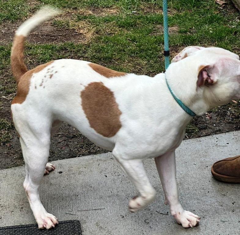 Evie, beautiful and sweet white Bulldog Pocket Little Girl