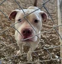 Evie, beautiful and sweet white Bulldog Pocket Little Girl
