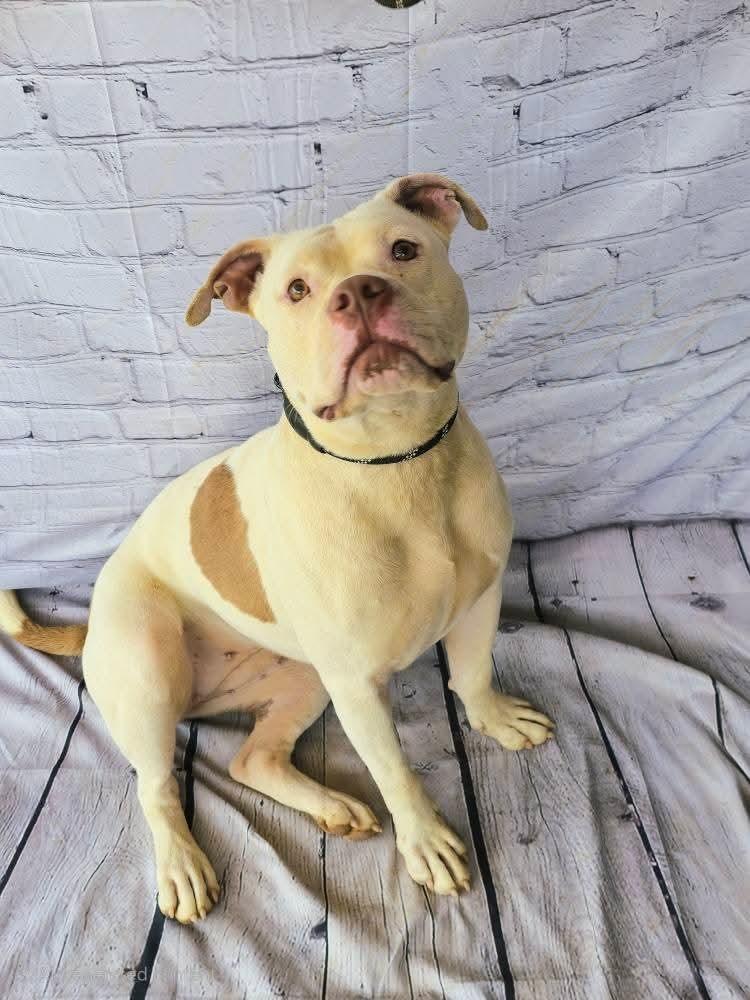 Evie, beautiful and sweet white Bulldog Pocket Little Girl