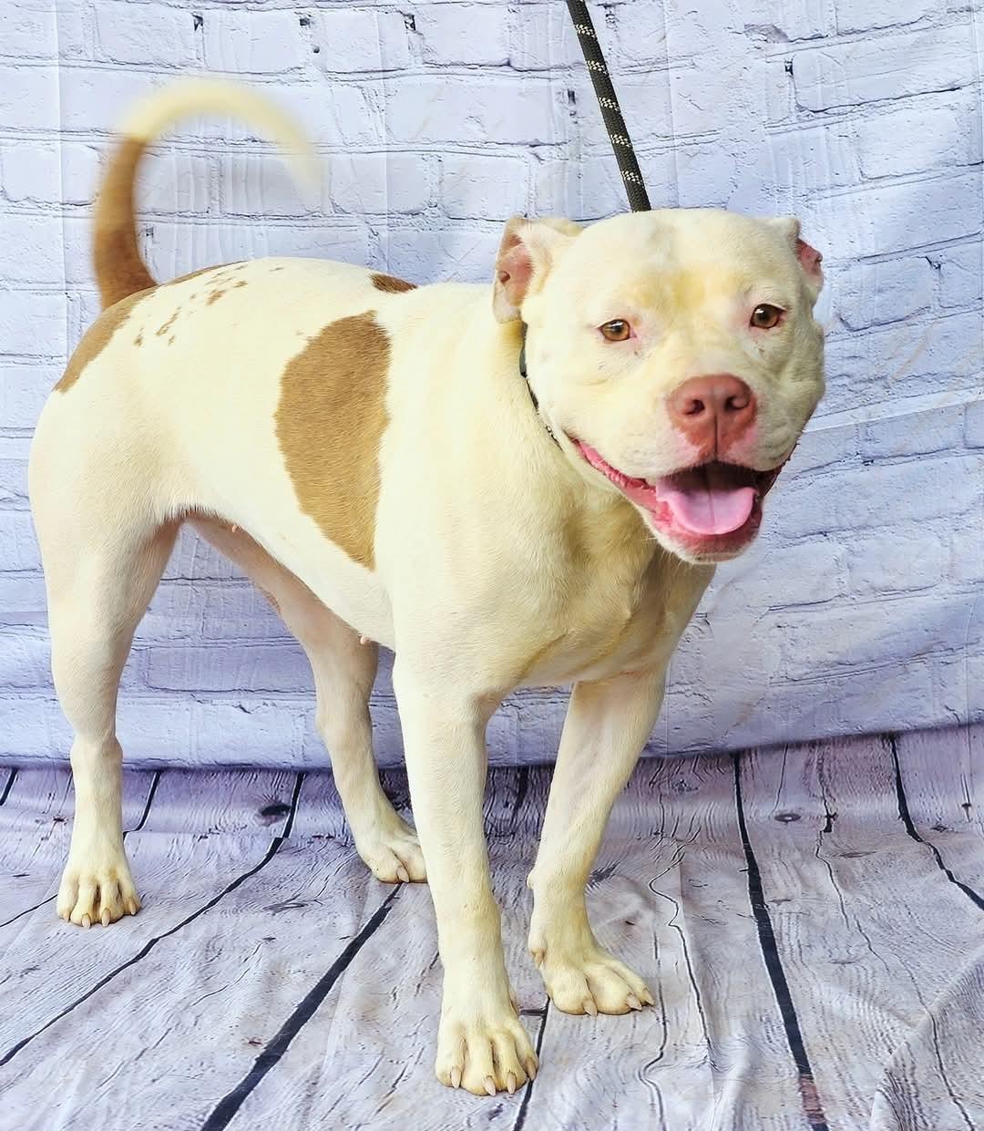Evie, beautiful and sweet white Bulldog Pocket Little Girl