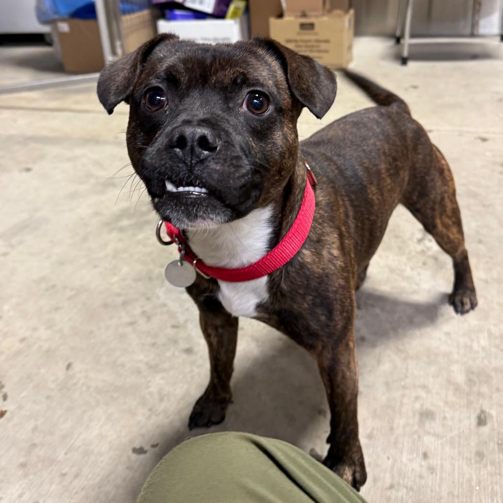 Buck, Adoptable, Adult Male French Bulldog & Patterdale Terrier / Fell Terrier.