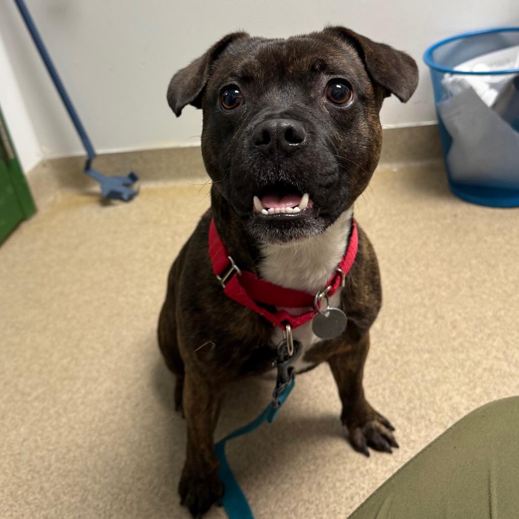Enlarge Buck, a Adoptable mixed breed in Brookfield, WI image 3/6
