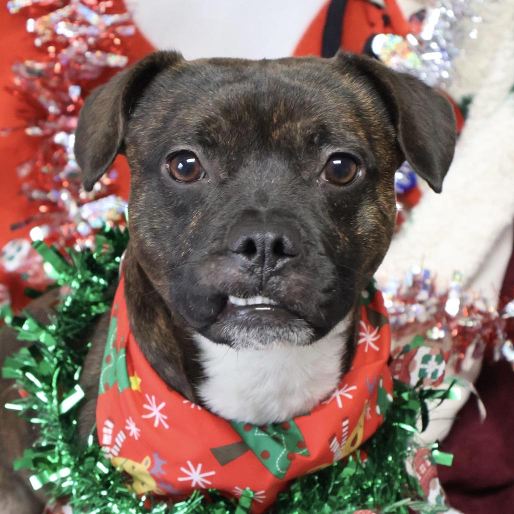 Enlarge Buck, a Adoptable mixed breed in Brookfield, WI image 6/6