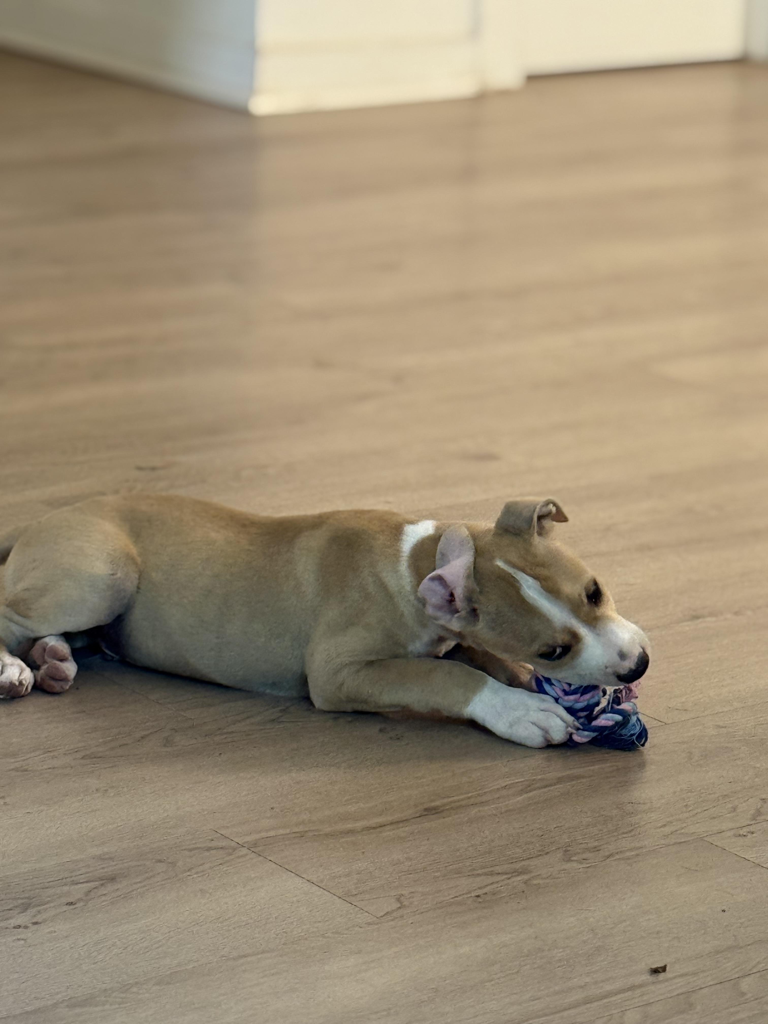 Enlarge Dune, an adopted American Staffordshire Terrier in Dallas, TX image 2/4