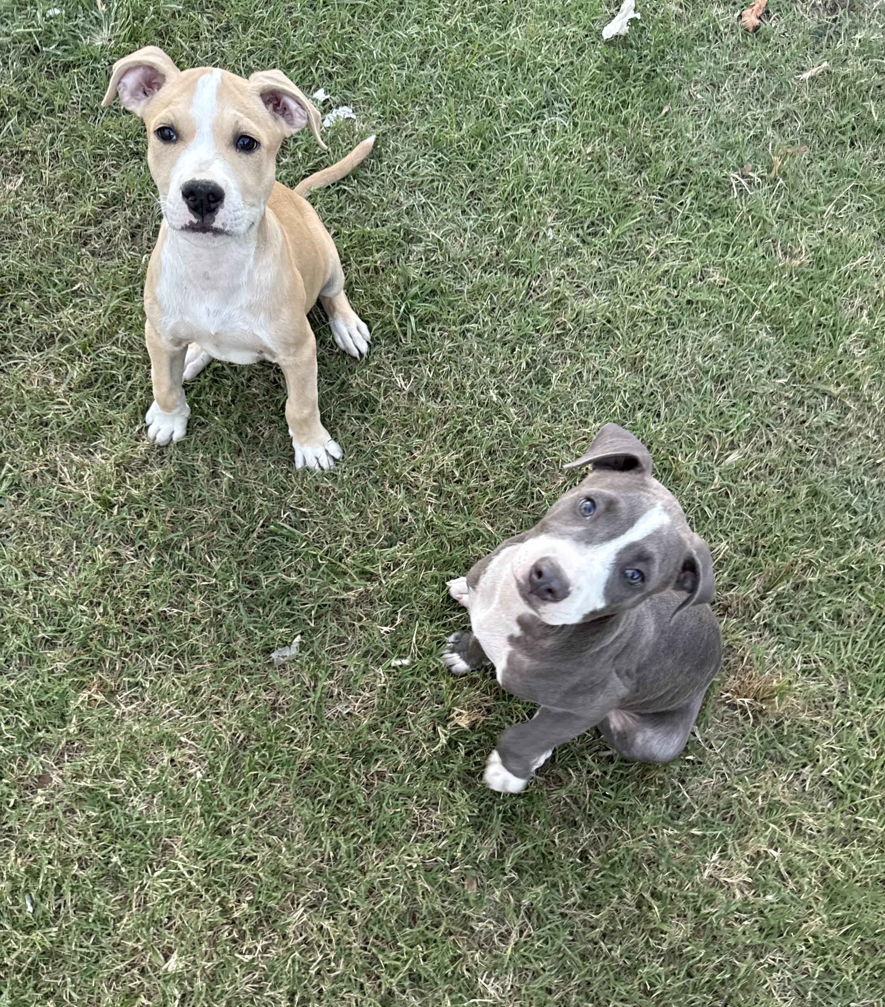 Enlarge Dune, an adopted American Staffordshire Terrier in Dallas, TX image 3/4