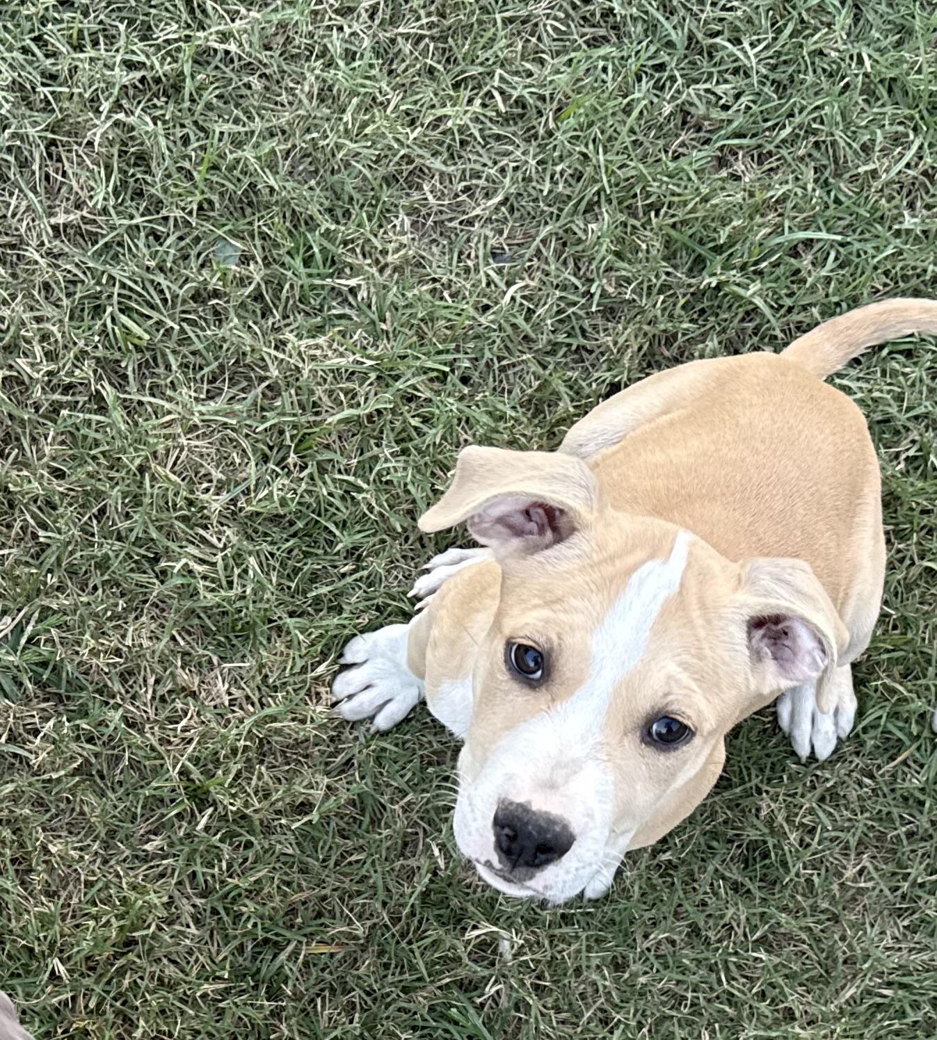 Dune, adopted, Young Male American Staffordshire Terrier.