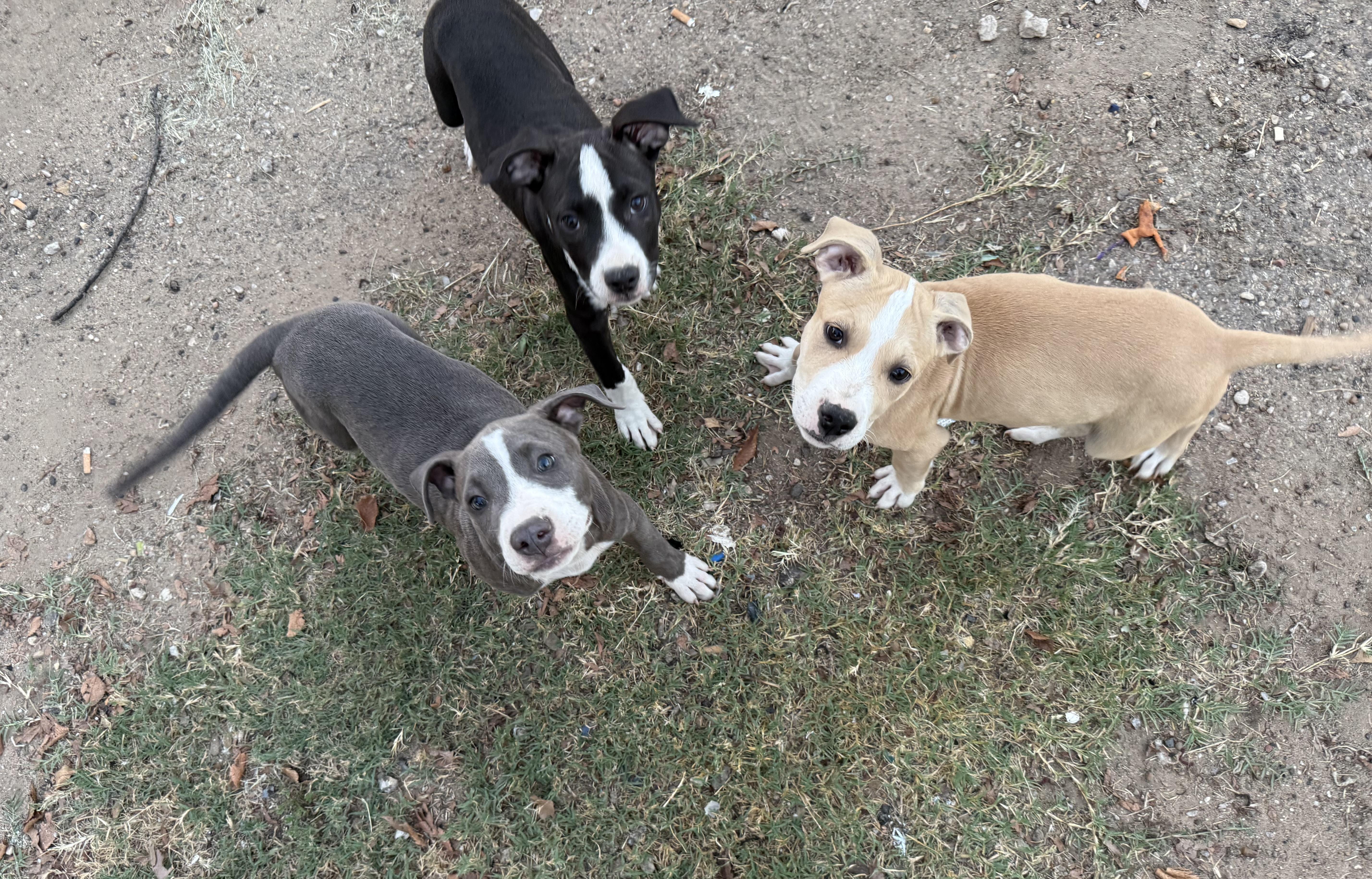 Enlarge Dune, an adopted American Staffordshire Terrier in Dallas, TX image 4/4