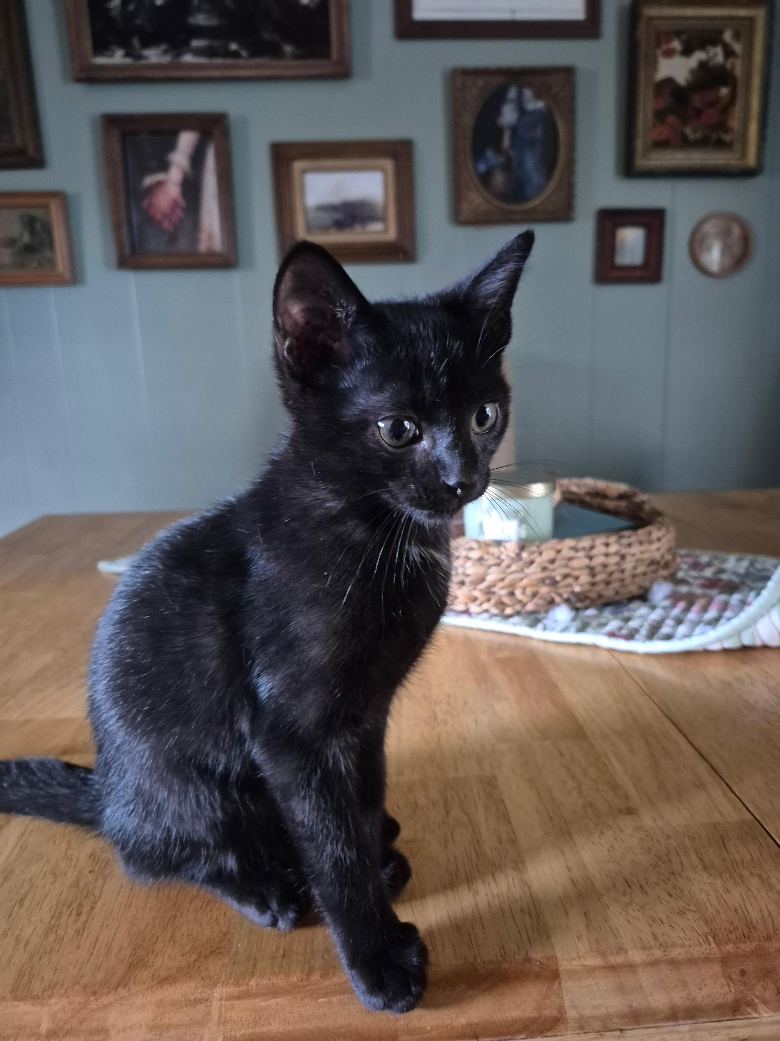 Enlarge Norbit, a Adoptable Domestic Short Hair in Dyersburg, TN image 4/4