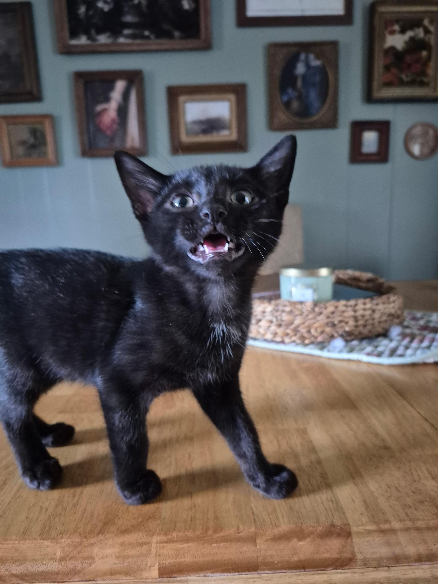 Enlarge Norbit, a Adoptable Domestic Short Hair in Dyersburg, TN image 3/4