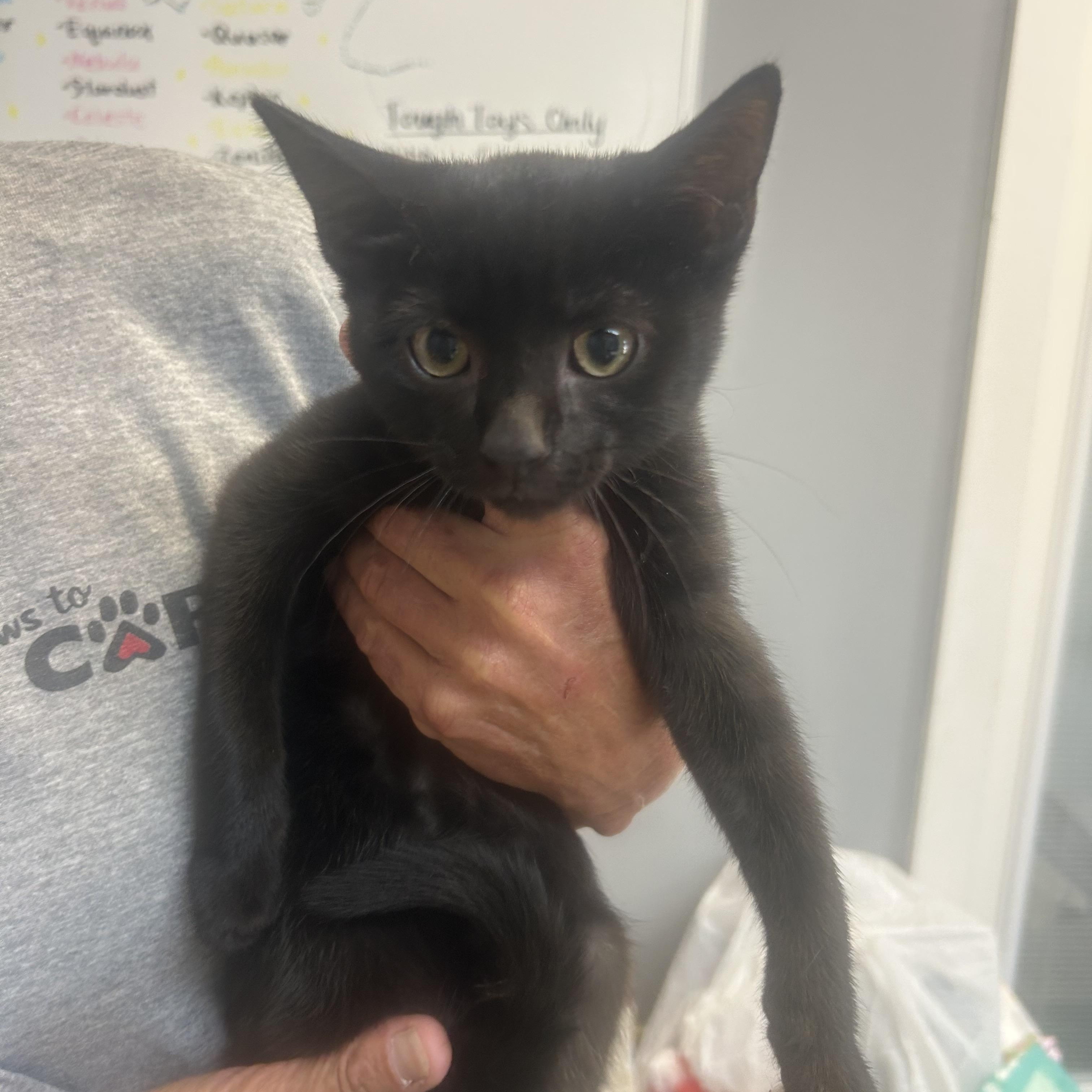Enlarge Norbit, a Adoptable Domestic Short Hair in Dyersburg, TN image 2/4
