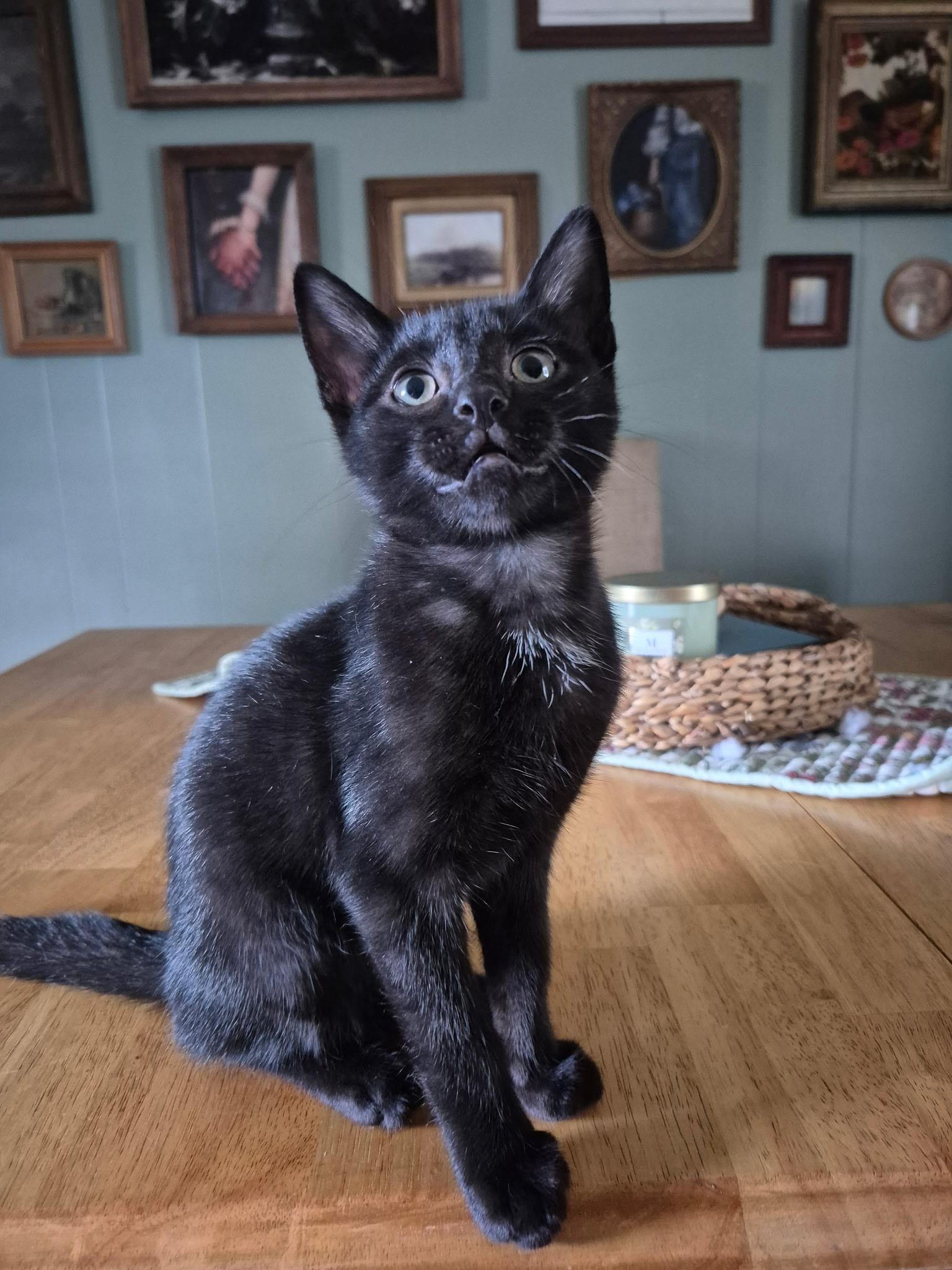 Enlarge Norbit, a Adoptable Domestic Short Hair in Dyersburg, TN image 1/4