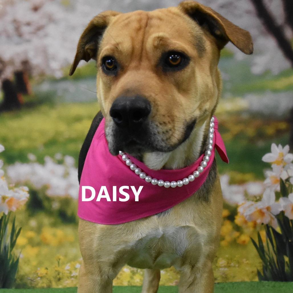 Enlarge Daisy, a Adoptable Mixed Breed in Yuma, AZ image 1/2