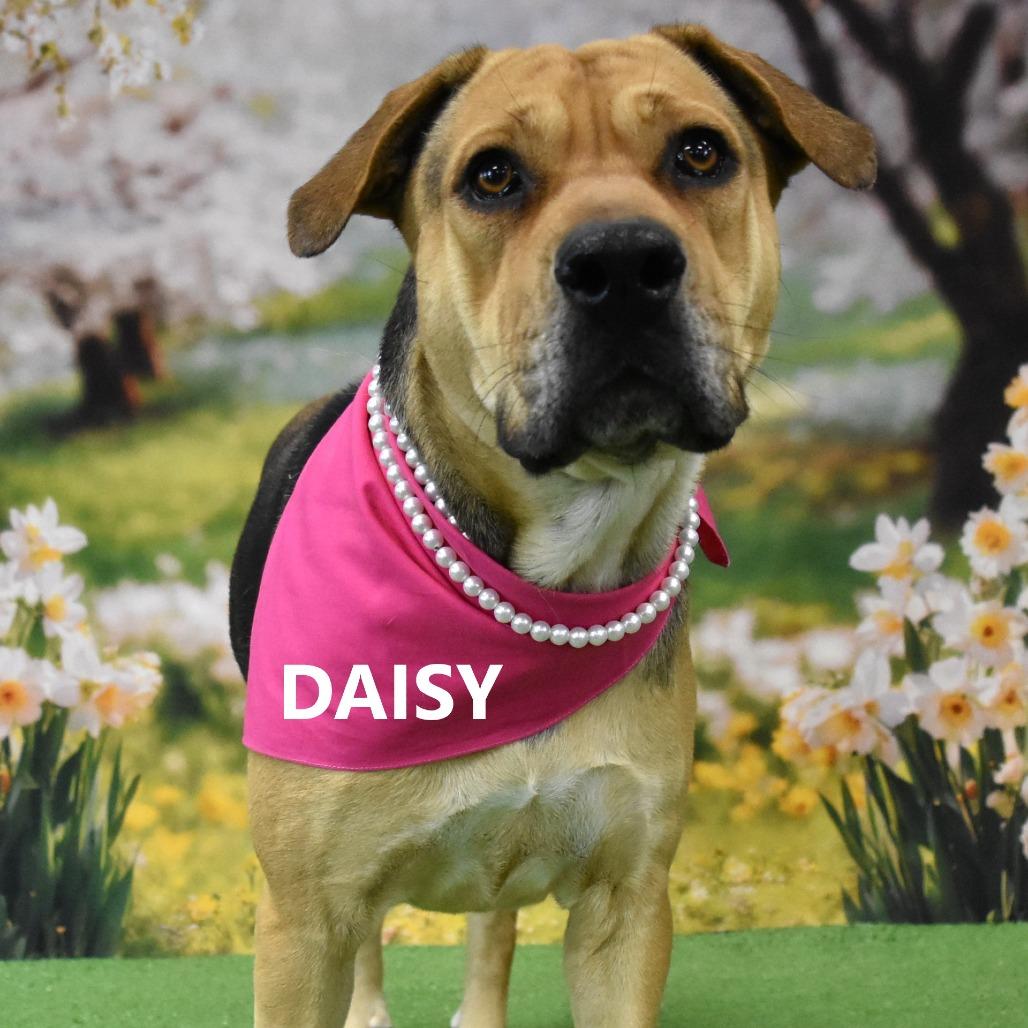 Enlarge Daisy, a Adoptable Mixed Breed in Yuma, AZ image 2/2