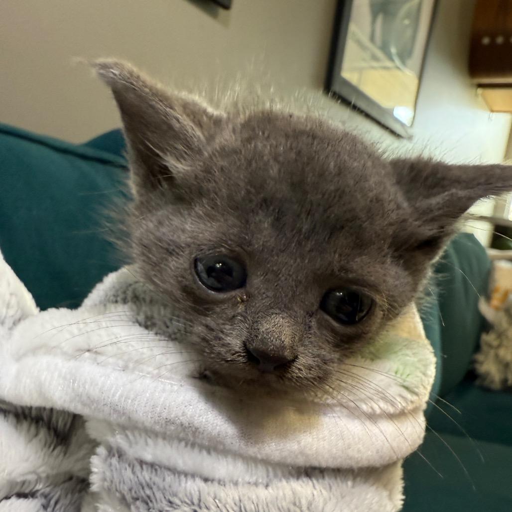 Enlarge Sally, a Adoptable Domestic Short Hair in Los Angeles, CA image 1/3