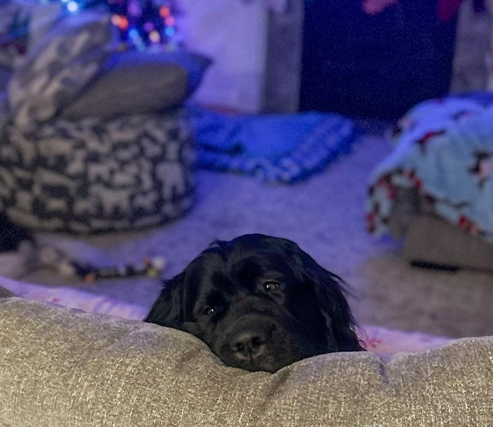 Amara, Adoptable, Young Female Newfoundland Dog.