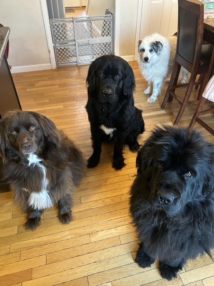 Amara, a Adoptable Newfoundland Dog in Gales Ferry, CT image 2/6