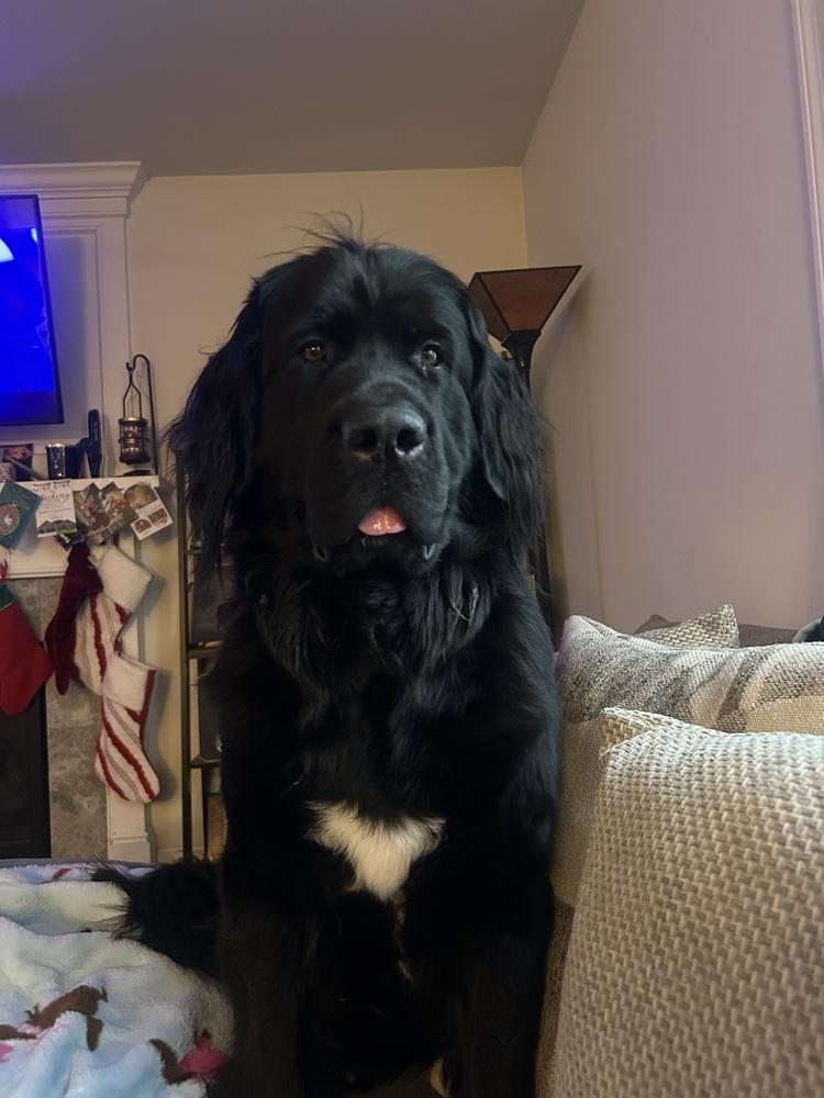 Amara, a Adoptable Newfoundland Dog in Gales Ferry, CT image 3/6