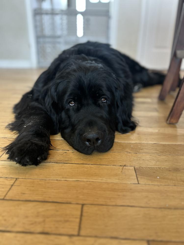 Amara, a Adoptable Newfoundland Dog in Gales Ferry, CT image 4/6