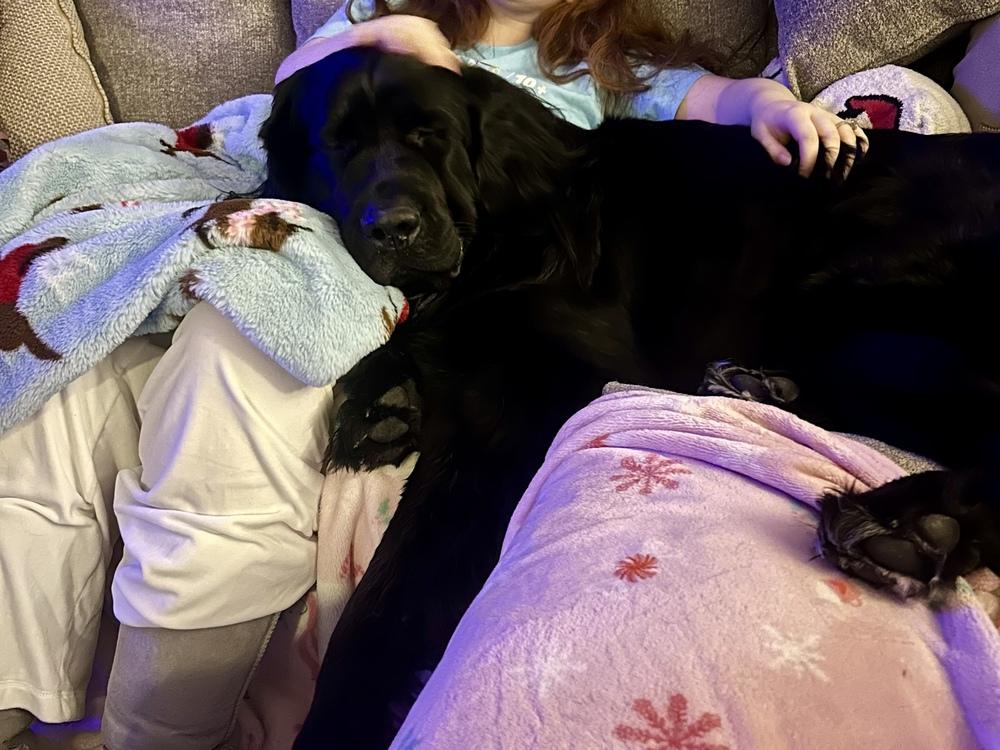 Amara, a Adoptable Newfoundland Dog in Gales Ferry, CT image 5/6