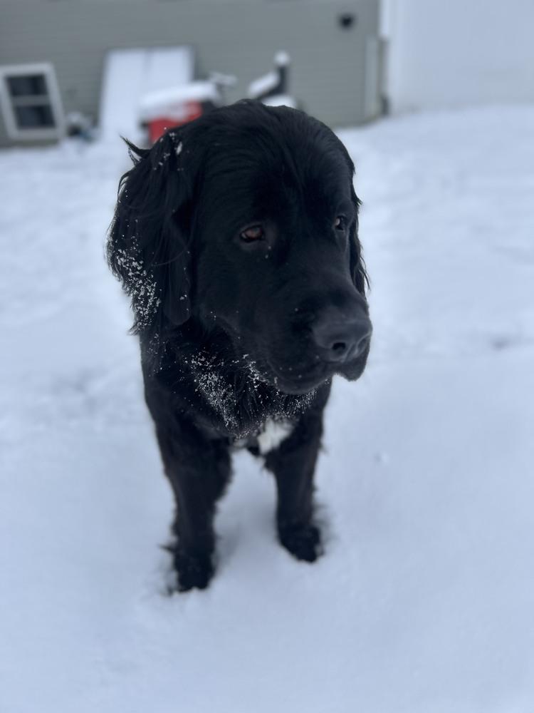 Amara, a Adoptable Newfoundland Dog in Gales Ferry, CT image 6/6