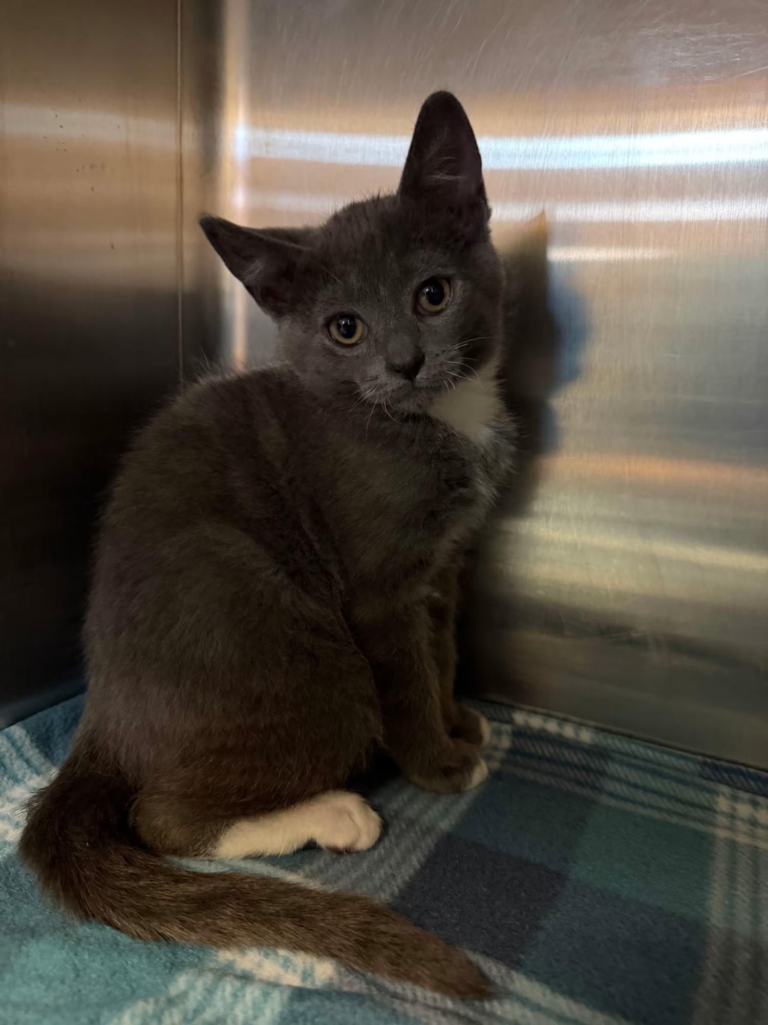 Enlarge Hippo, a Adoptable Domestic Short Hair in Sterling Heights, MI image 2/2