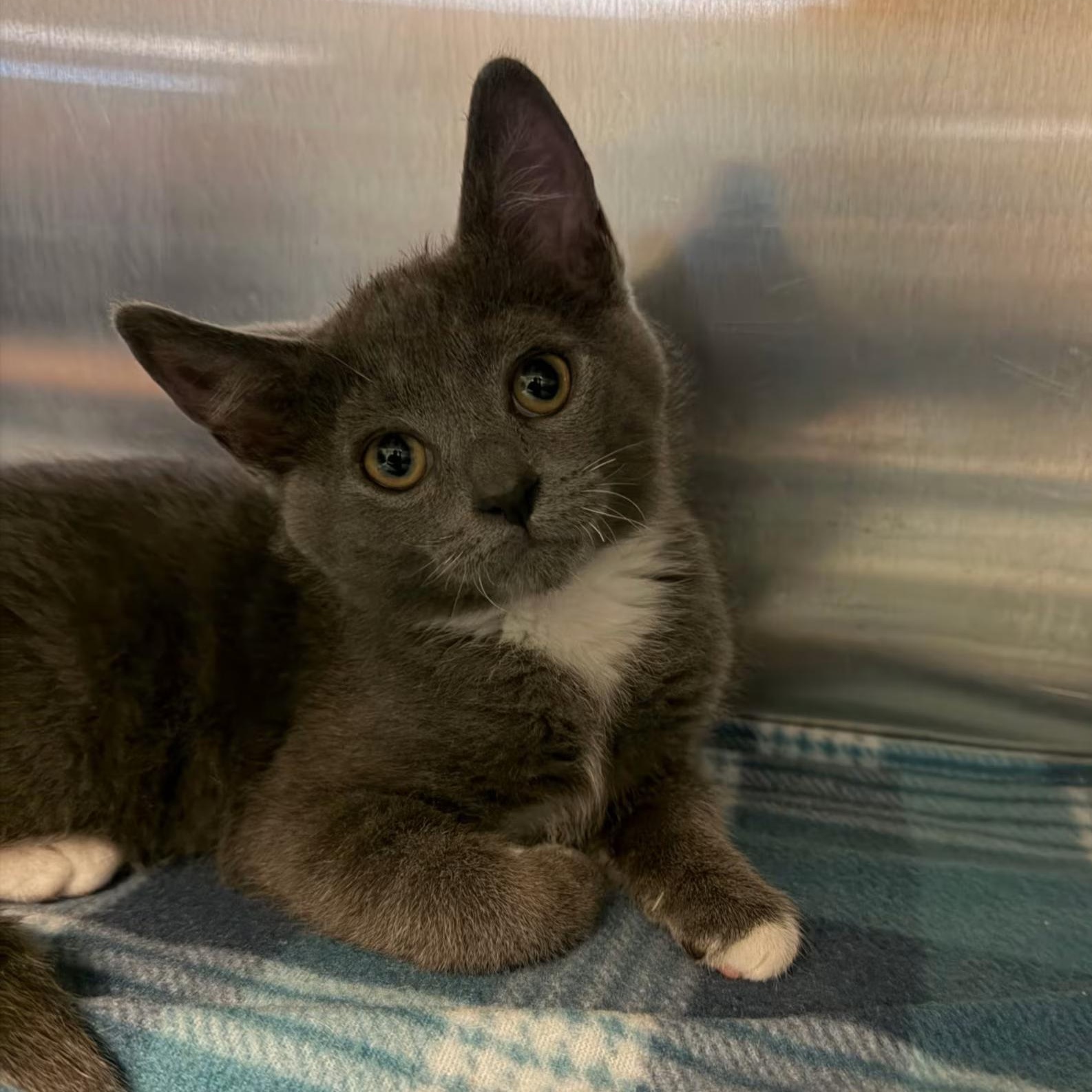 Hippo, Adoptable, Kitten Female Domestic Short Hair.