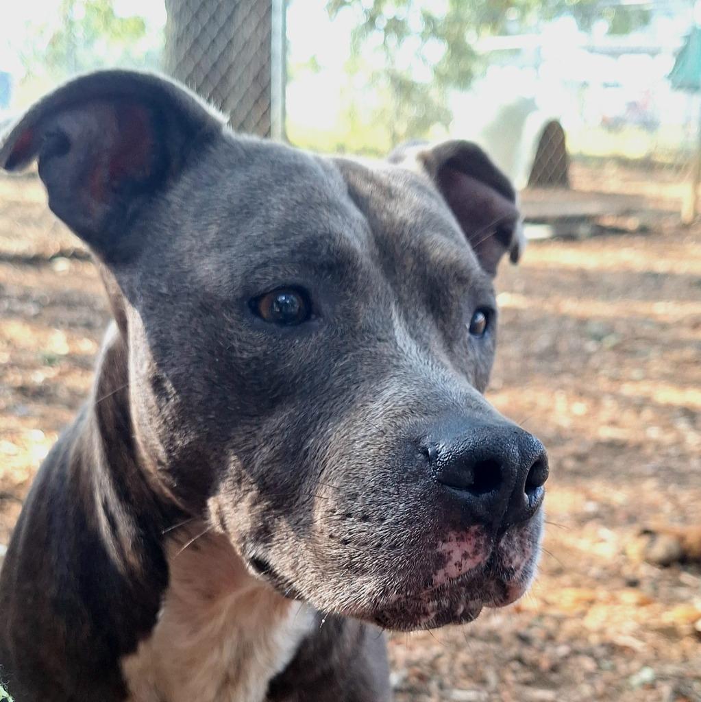 Wallaby, Adoptable, Young Male Pit Bull Terrier & Mixed Breed.