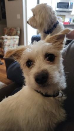Stewie, Adoptable, Puppy Male Maltese & Mixed Breed.