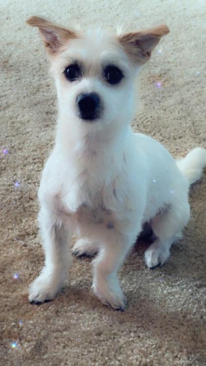 Stewie, Adoptable, Puppy Male Maltese & Mixed Breed.