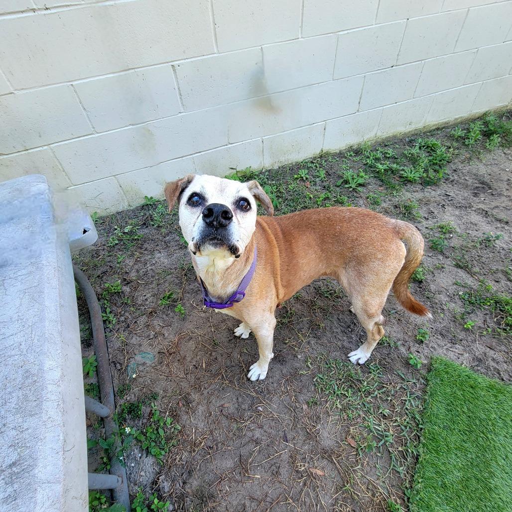 Lucille, Adoptable, Senior Female American Staffordshire Terrier.