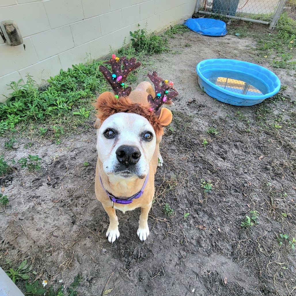 Enlarge Lucille, a Adoptable American Staffordshire Terrier in Lake Panasoffkee, FL image 2/6