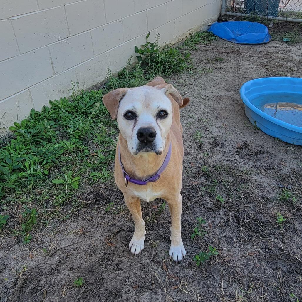 Enlarge Lucille, a Adoptable American Staffordshire Terrier in Lake Panasoffkee, FL image 3/6