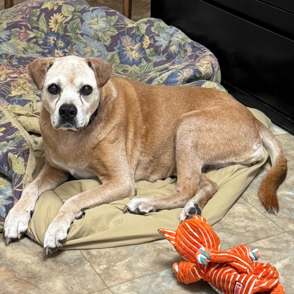 Enlarge Lucille, a Adoptable American Staffordshire Terrier in Lake Panasoffkee, FL image 6/6