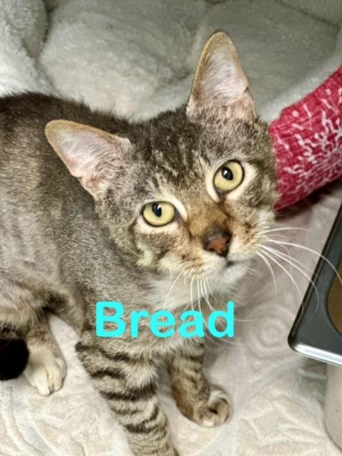 Enlarge BREAD/BRETT, a Adoptable mixed breed in New Bern, NC image 1/2