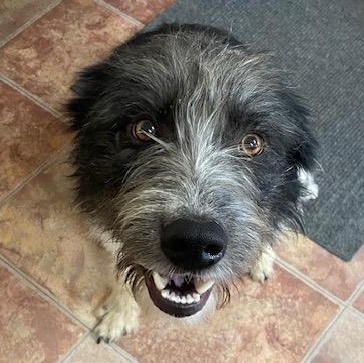 Enlarge Ott, a ADOPTABLE mixed breed in Choteau, MT image 4/4