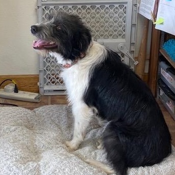 Enlarge Ott, a ADOPTABLE mixed breed in Choteau, MT image 3/4