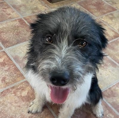 Enlarge Ott, a ADOPTABLE mixed breed in Choteau, MT image 1/4