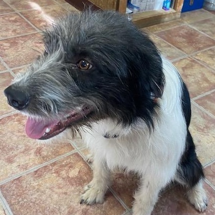 Enlarge Ott, a ADOPTABLE mixed breed in Choteau, MT image 2/4