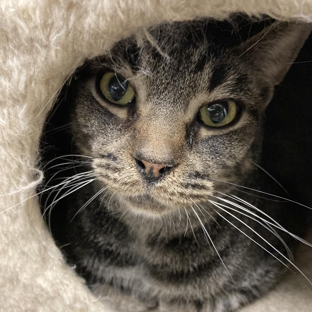 Enlarge Sketchers, a Adoptable Domestic Short Hair in Shelbyville, IN image 1/3